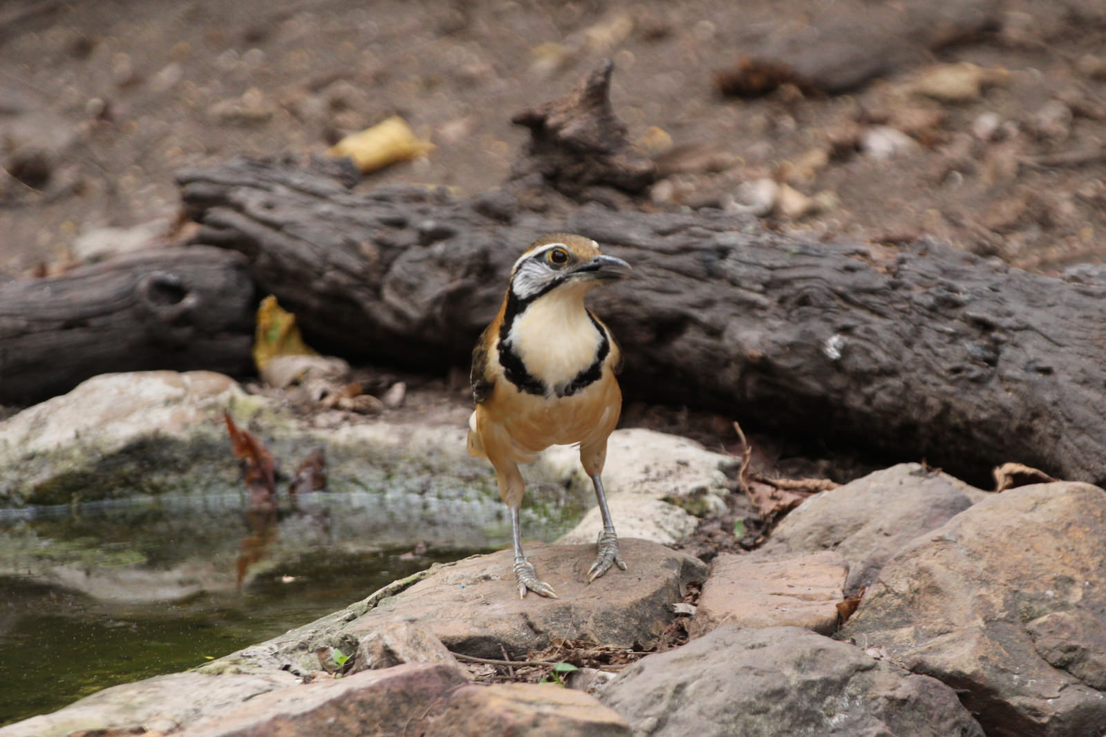 Greater Necklaced Laughingthrush