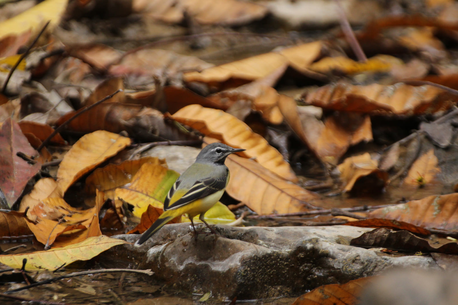 Grey Wagtail