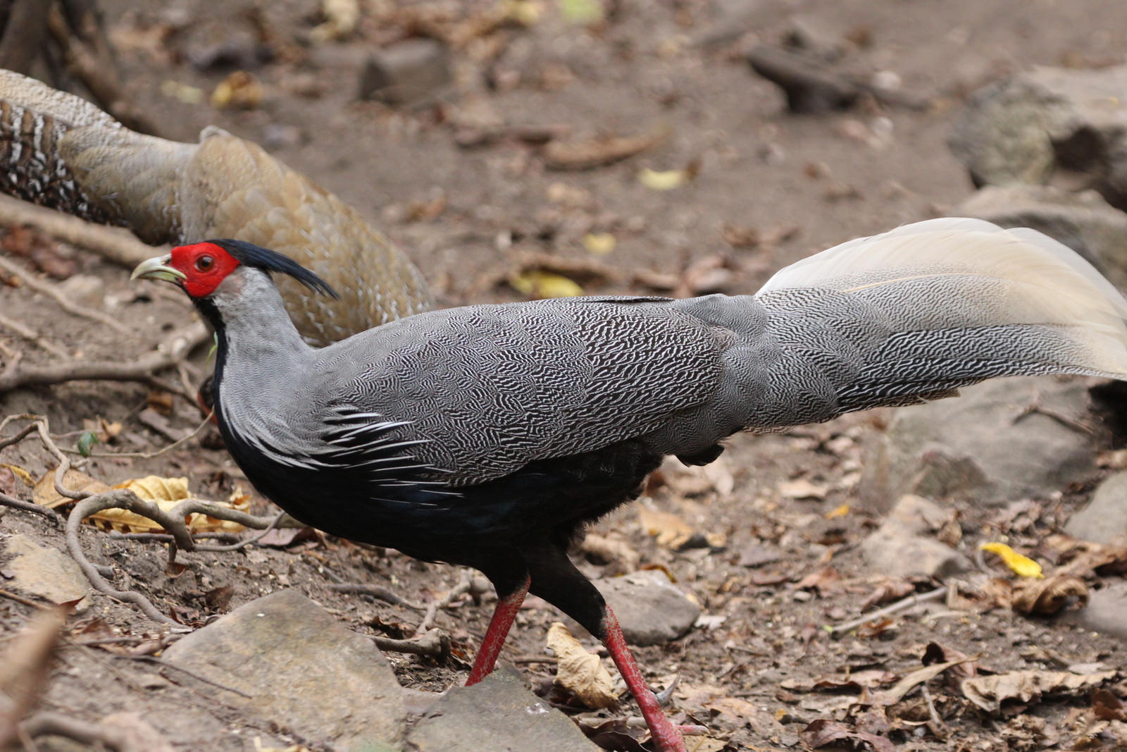 Kalij Pheasant, Lophura leucomelanos