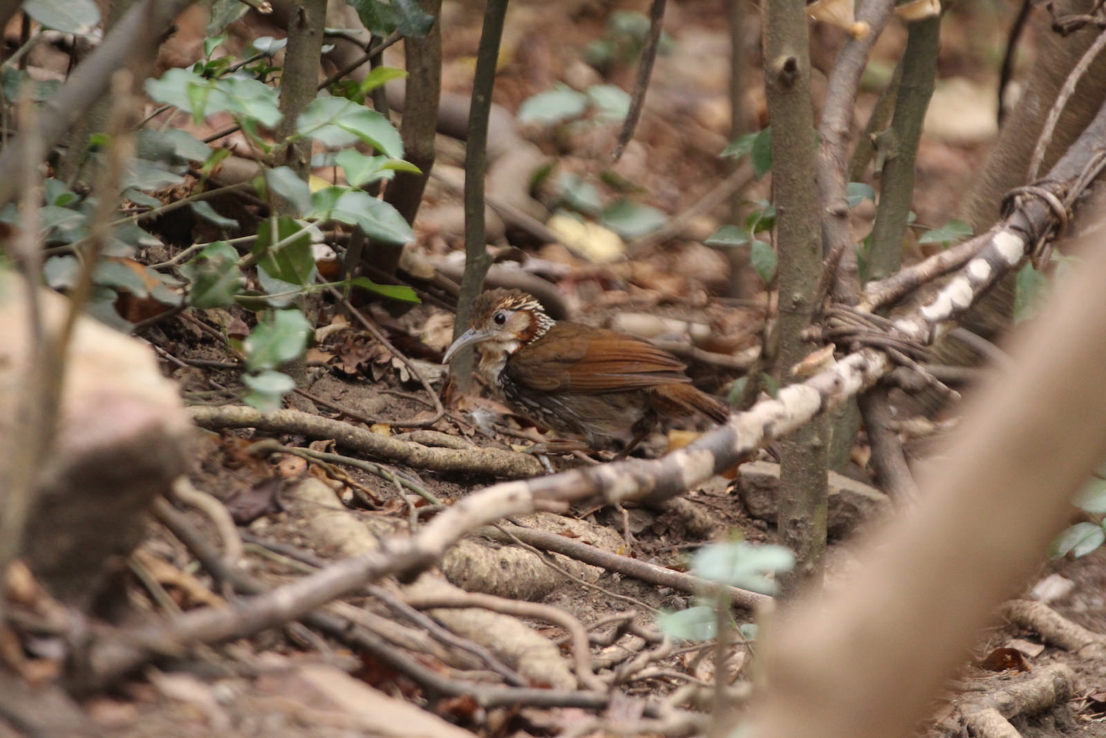 Large Scimitar Babbler, Pomatorhinus hypoleucos