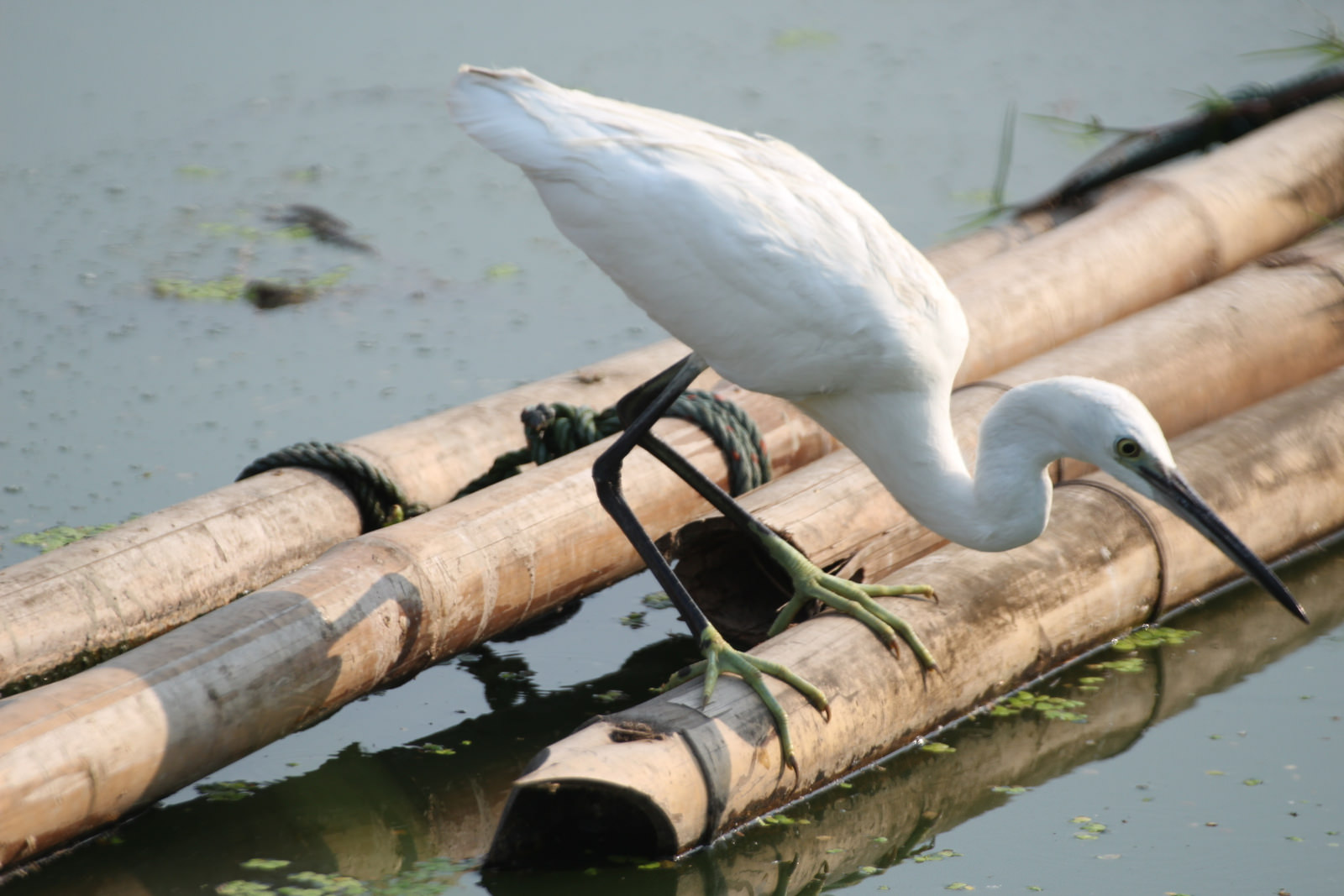 Little Egret