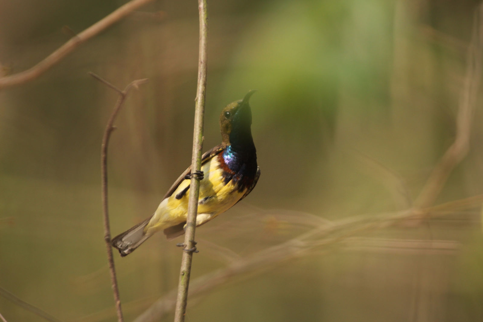 male, Olive-backed Sunbird