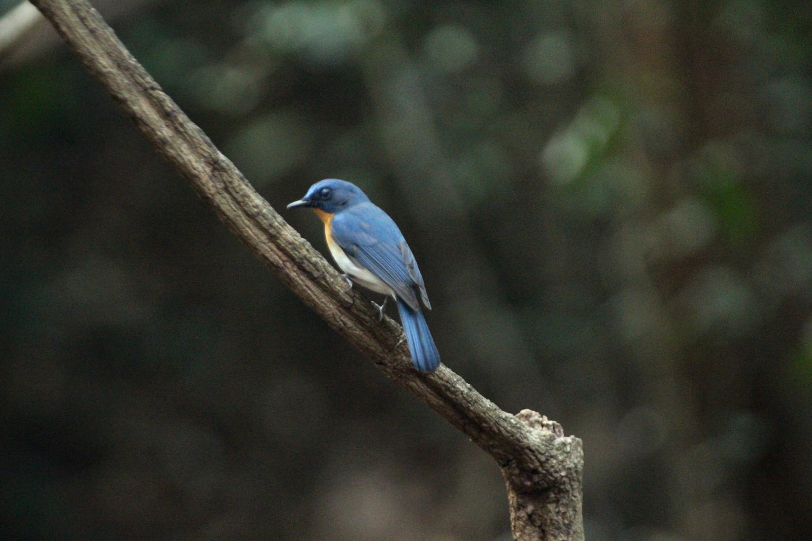 Male, Tickell's Blue Flycatcher, Cyornis tickelliae