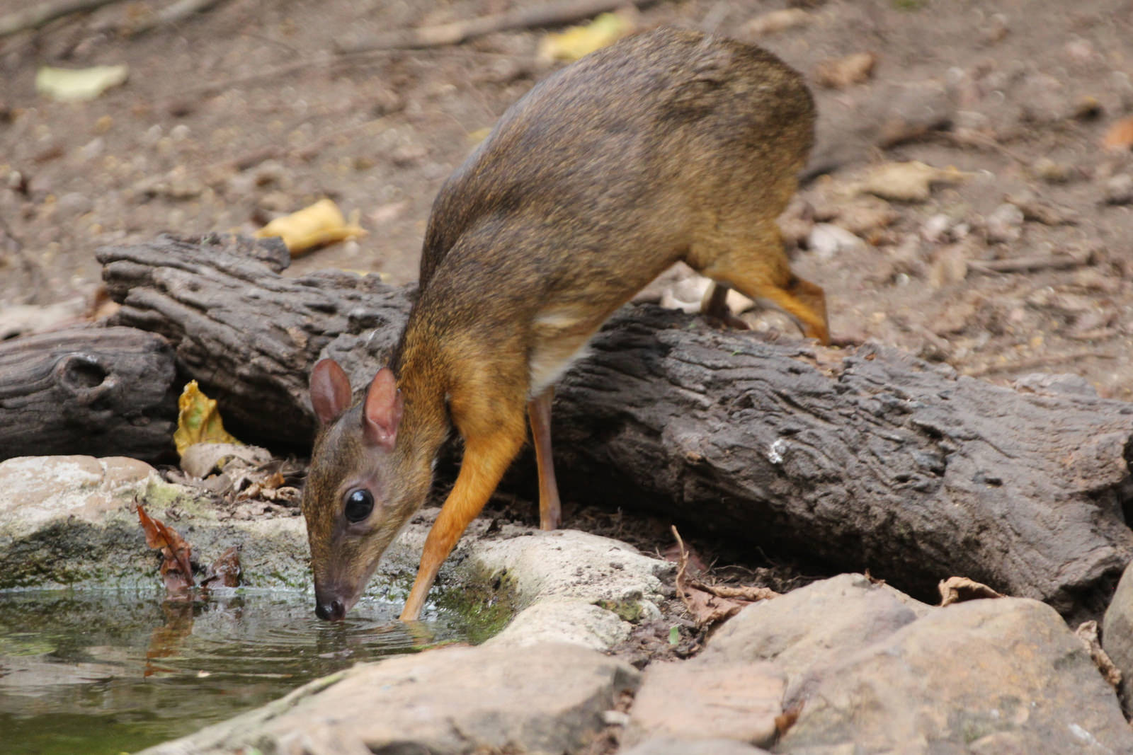 Mouse deer