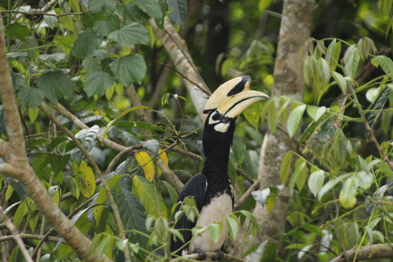 Oriental Pied Hornibill calling, Anthracoceros albirrostis