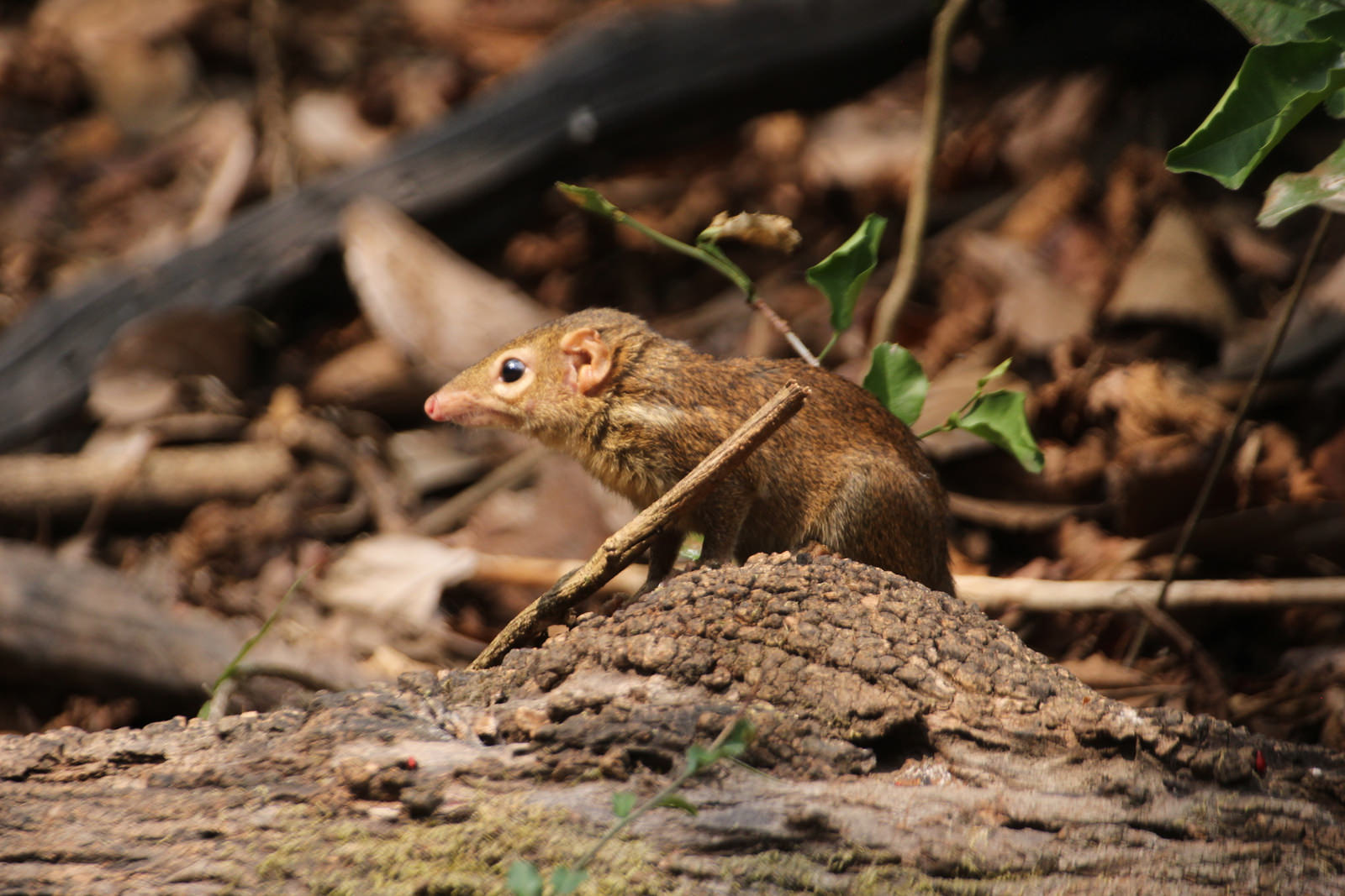 Northern Treeshrew