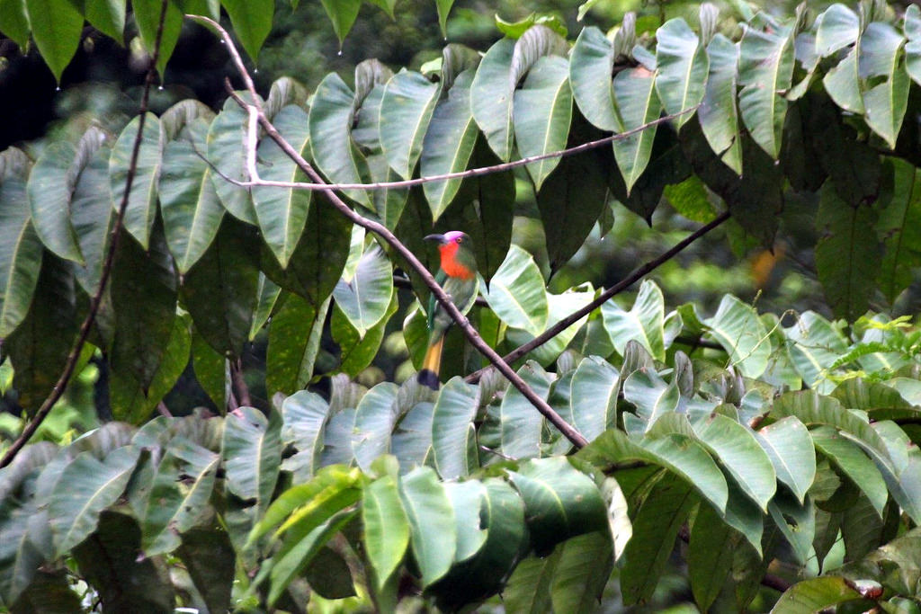 Red-bearded Bee-eater