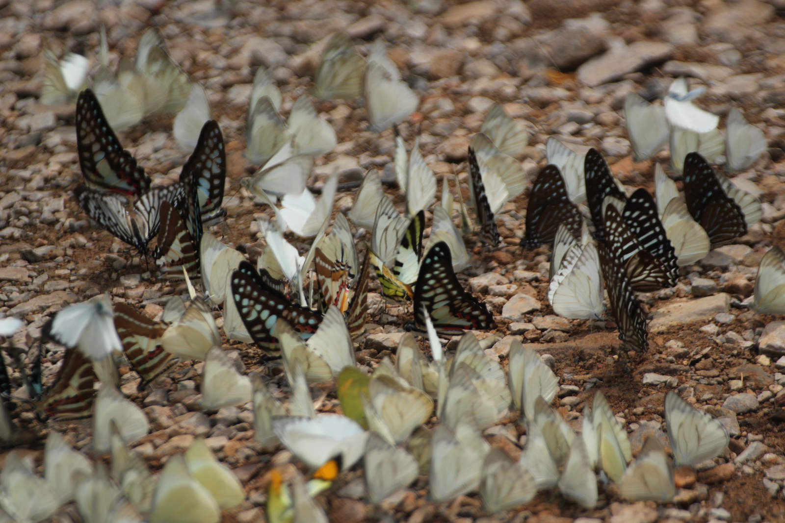 riverbed full of butterflies