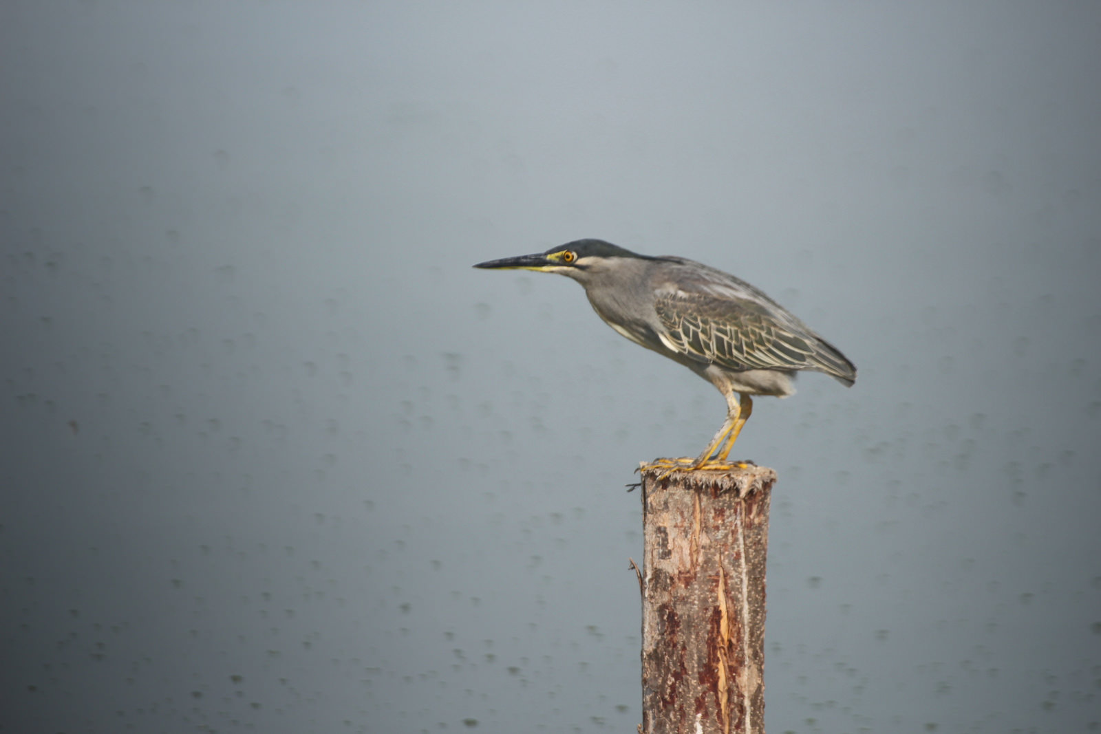 Striated Heron