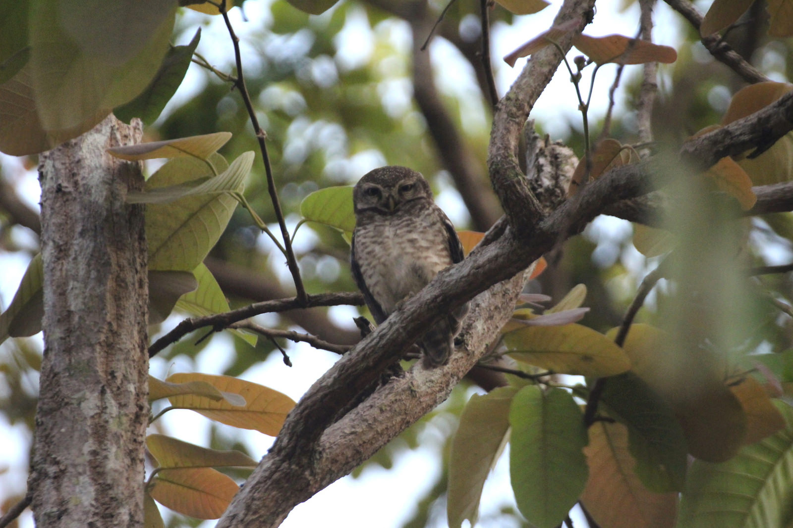 Spotted Owlet