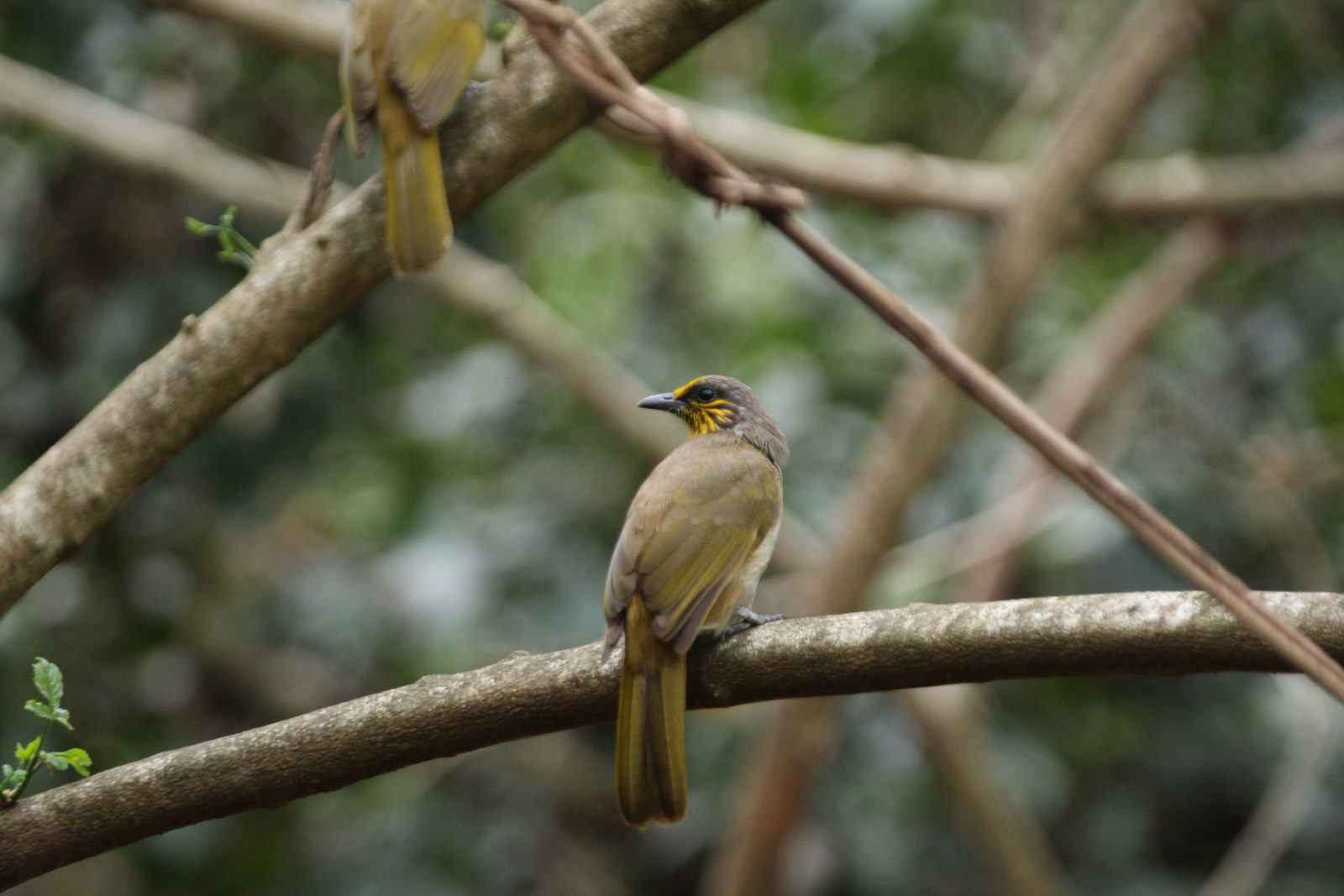 Stripe-throated Bulbul, Pycnonotus finlaysoni