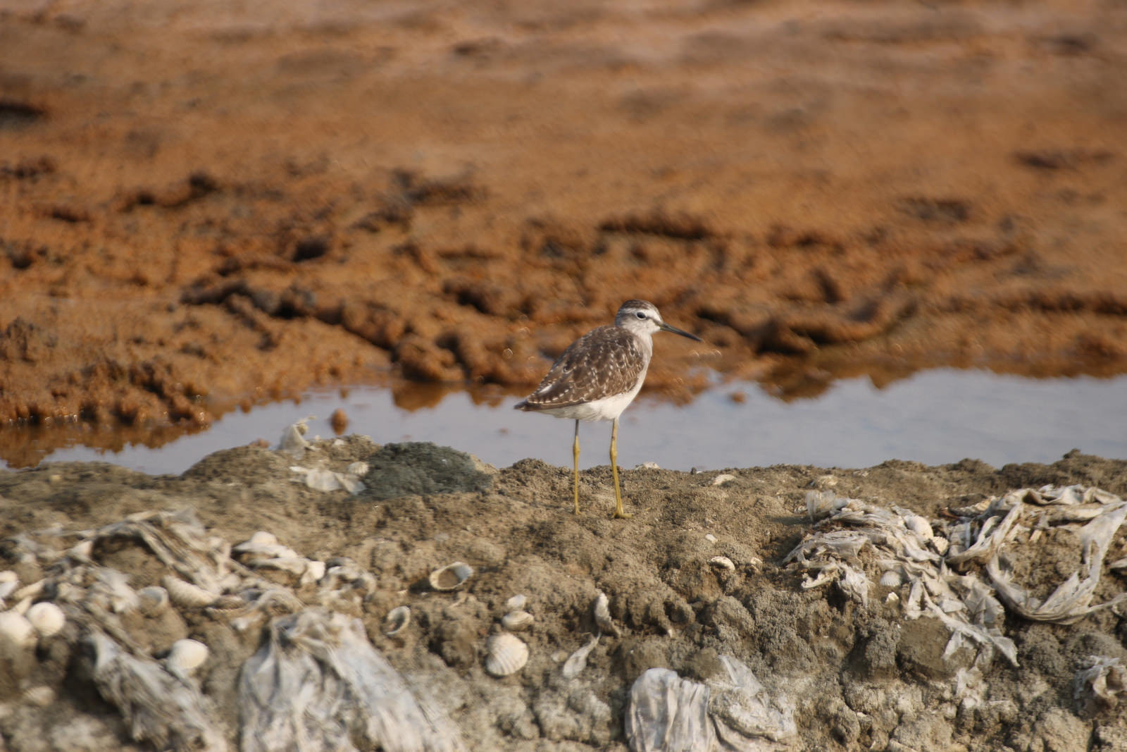 Wood Sandpiper