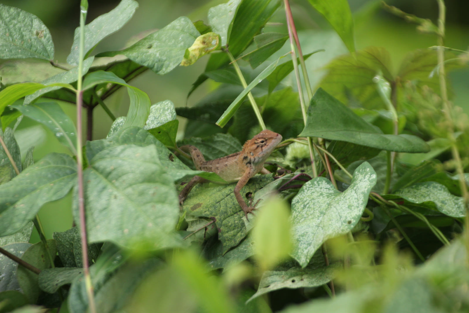 Young Crested Forest Lizard