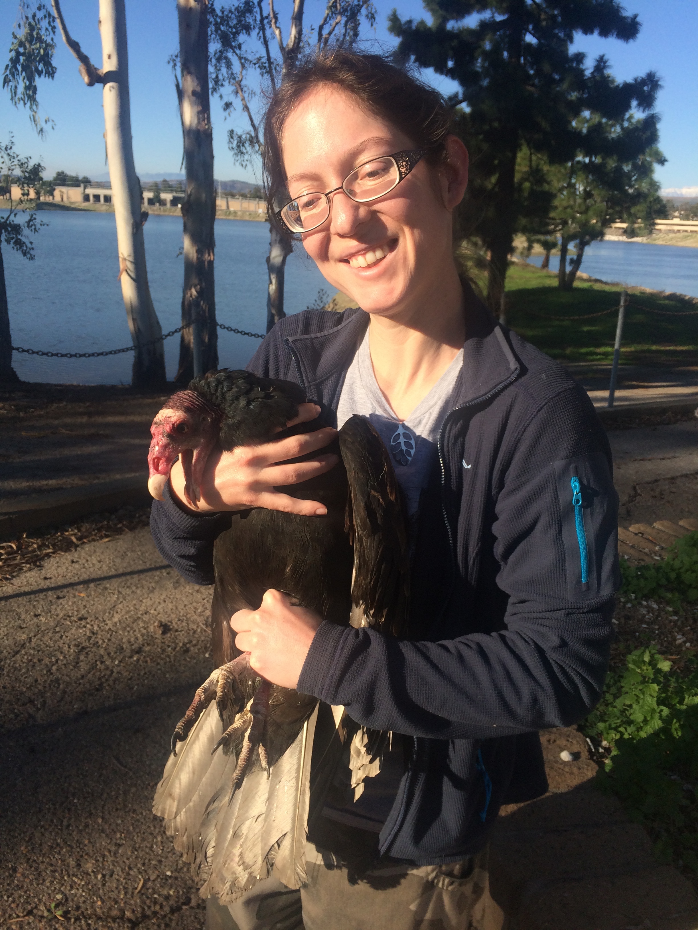 Marla Steele interning this winter with BBI holding a Turkey Vulture captured last week. This TUVU is about to be tagged and have various samples taken for research efforts