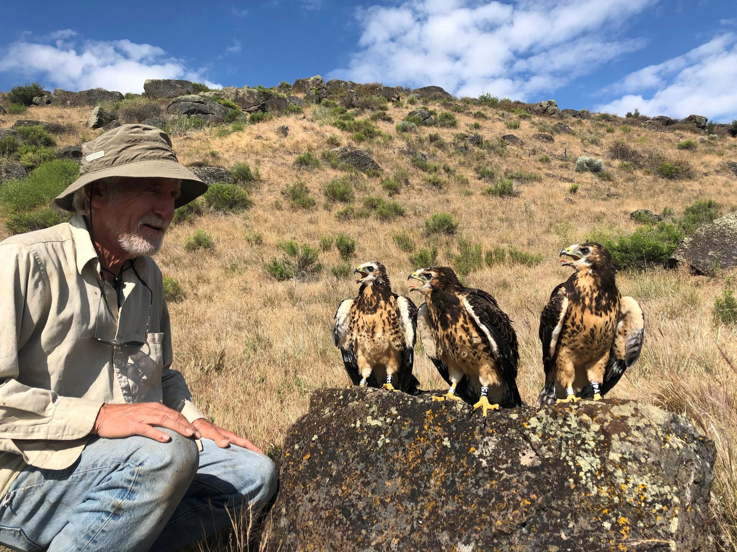 Dr. Pete Bloom with three Swainson’s Hawks chicks banded in the Butte Valley - July 2019. (Photo by Geoff Bedrosian)