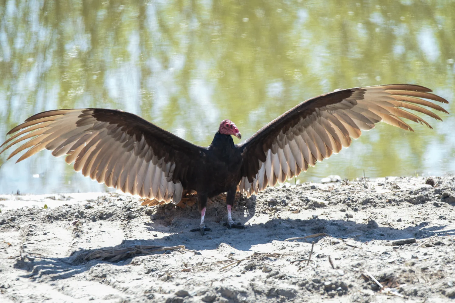 Wing Tags on Turkey Vultures  Bloom Biological Inc.