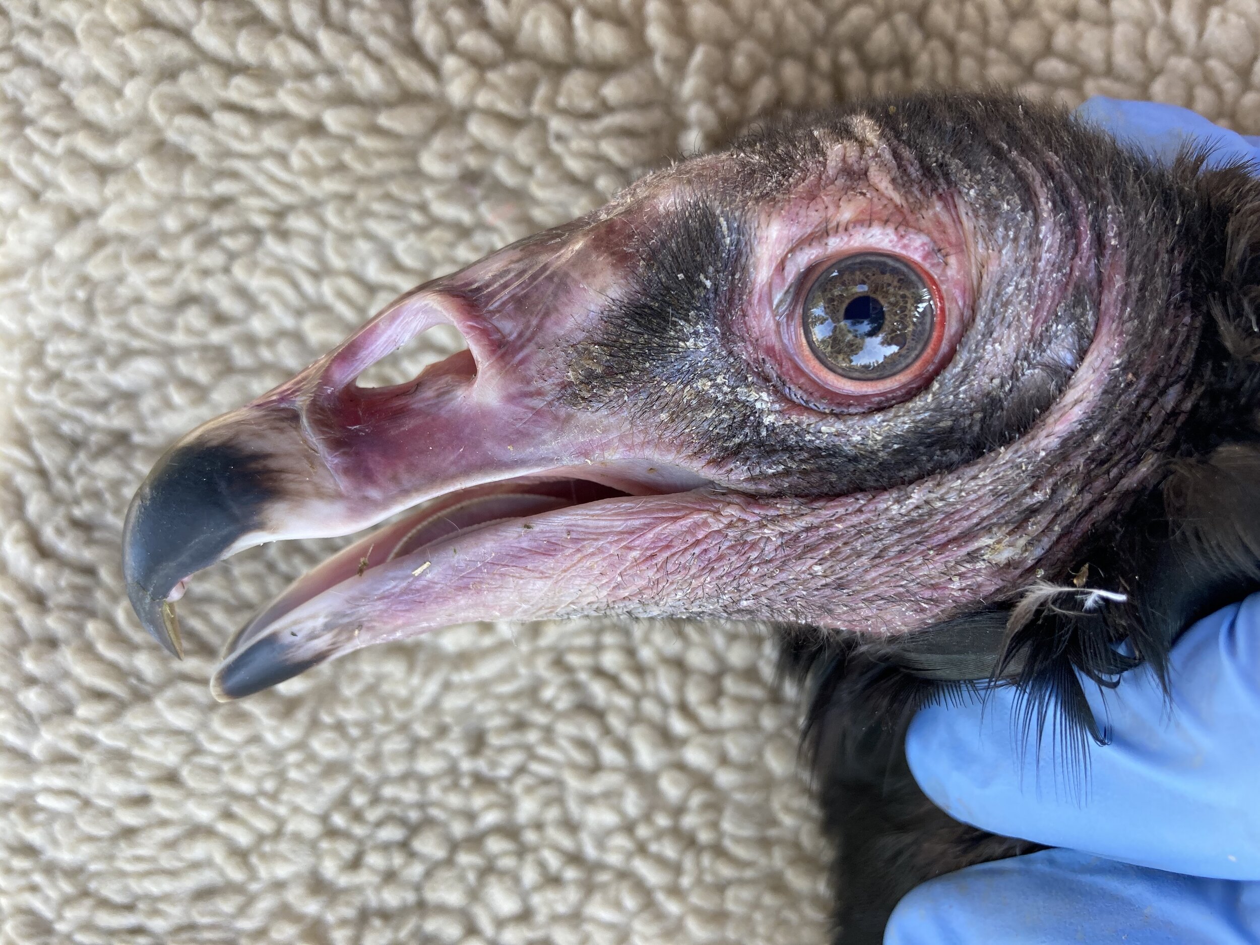 Rotting food is no problem for the turkey vulture, thanks to its toxic gut  - Los Angeles Times