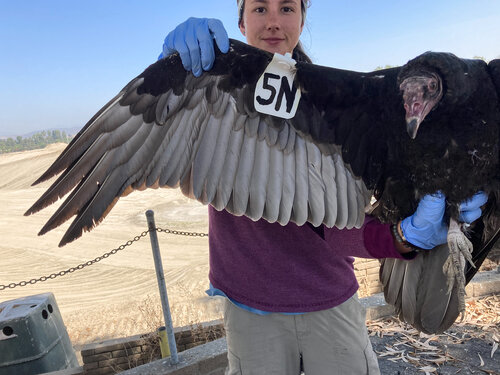 Wing Tags on Turkey Vultures — Bloom Biological Inc.