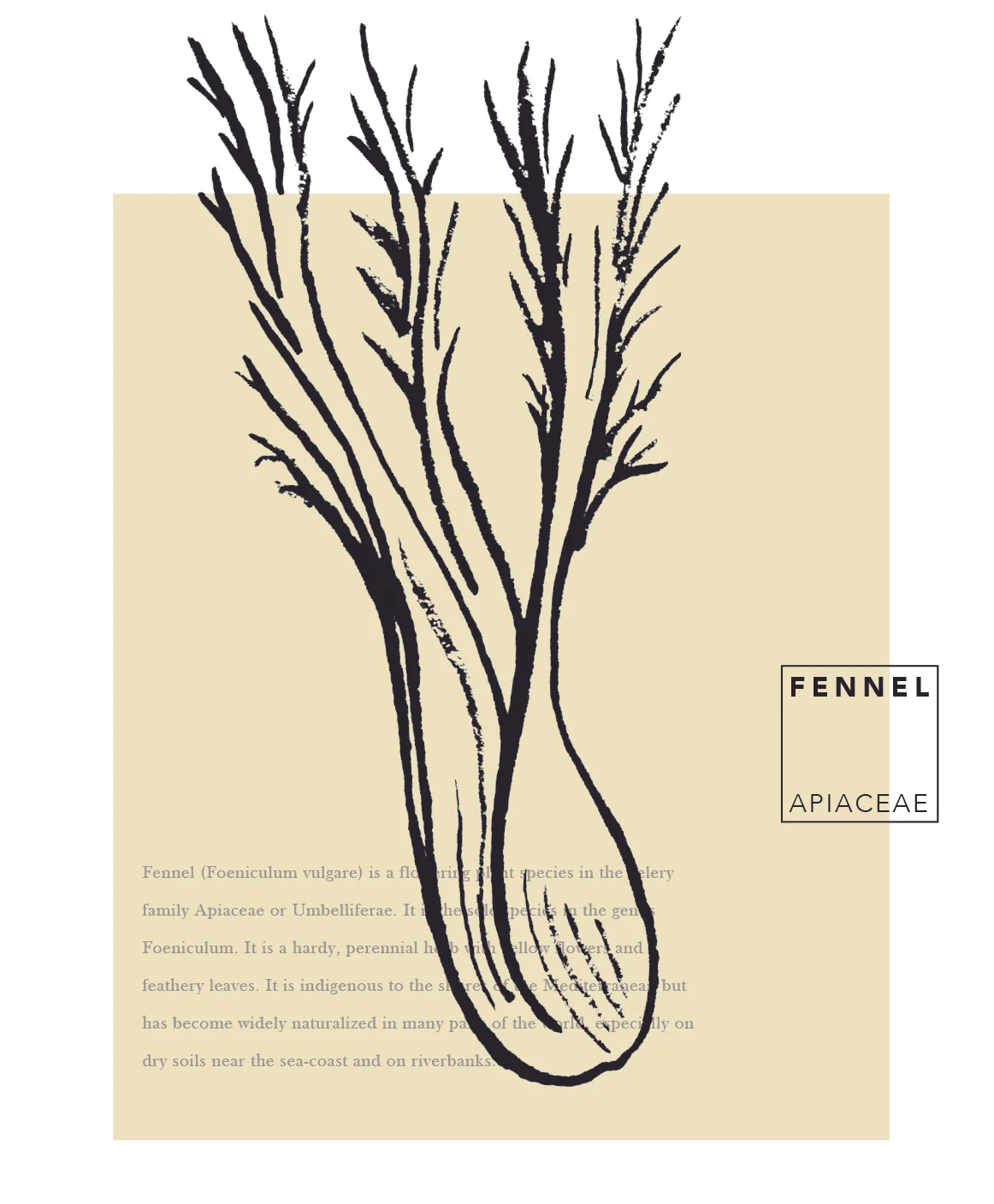 fennel1500.jpg