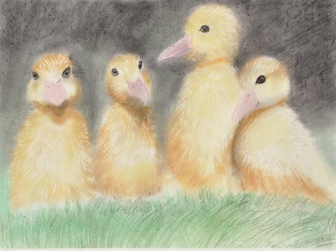 Little Ducklings