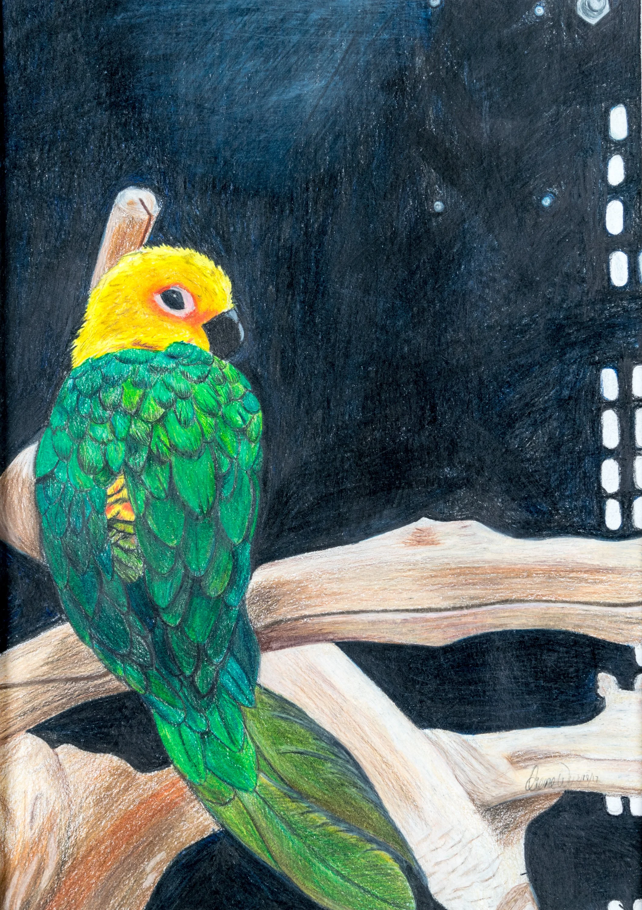 10-Irene_Wu-Jenday_Conure.jpg