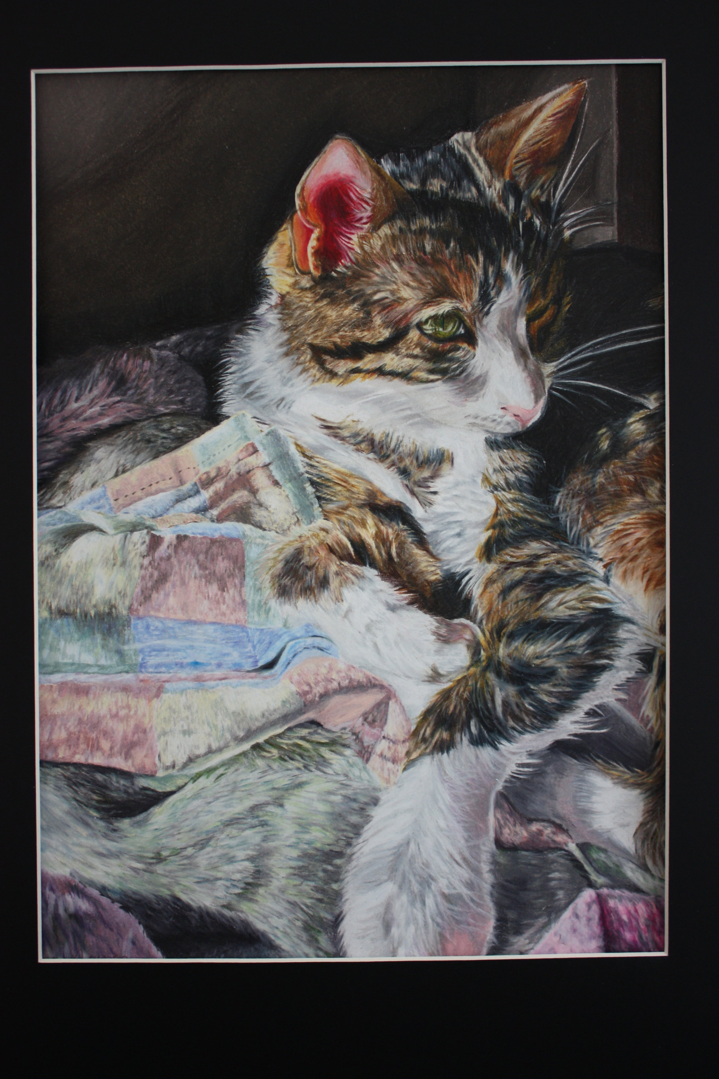 Brianna Nguyen_ 16_ Sunlit Kitten_ US Arts.JPG