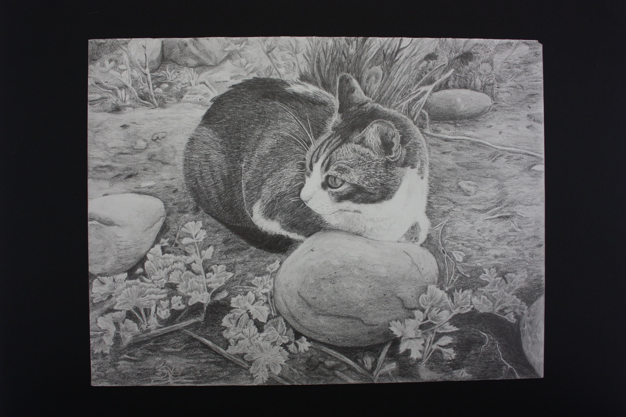Clair Ma_ 17_ My Cat Coco_ Sherry Art Studio .JPG