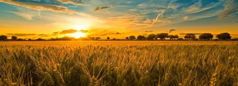 Sunrise Over Wheat Field.jpg