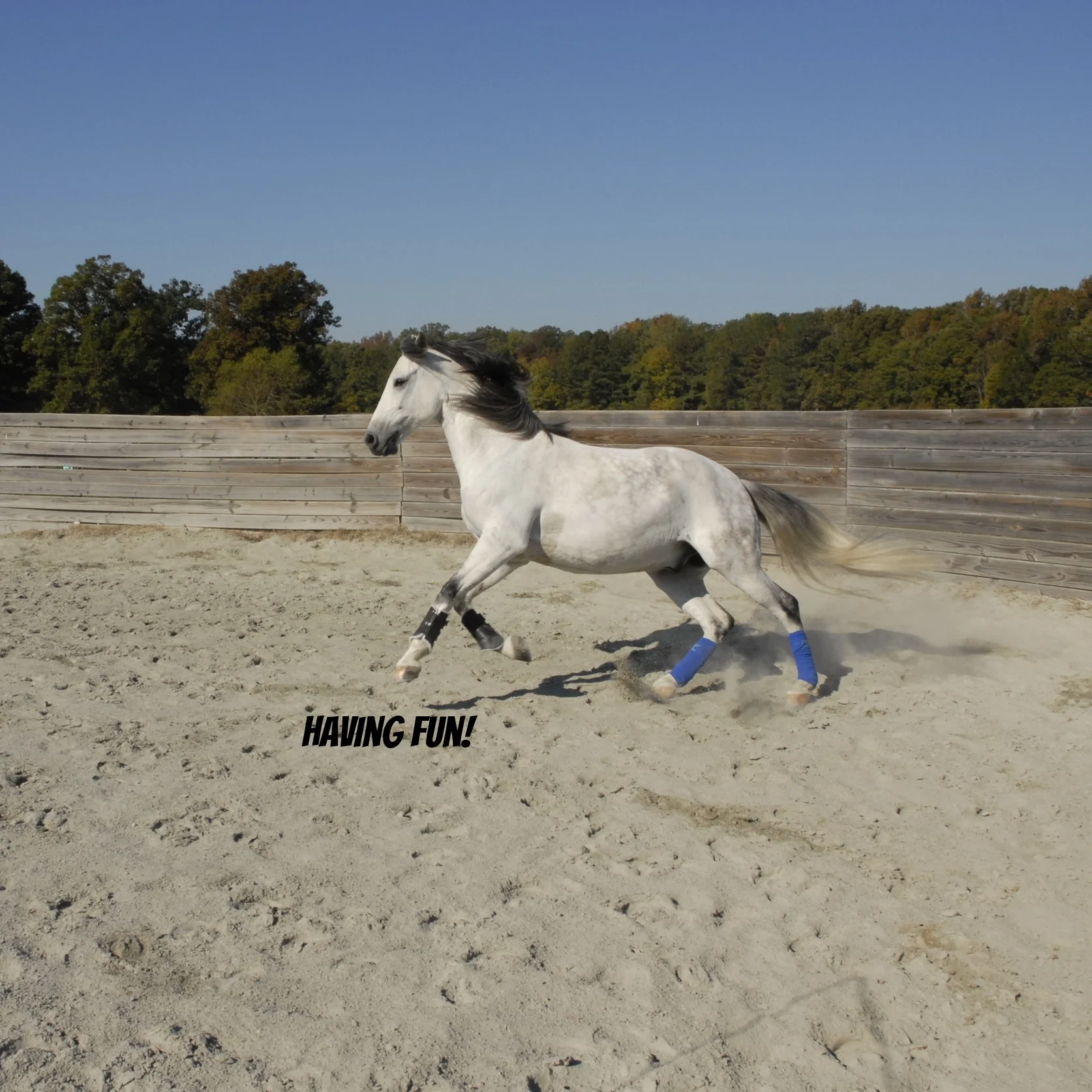 Flying Changes Every_____Stride