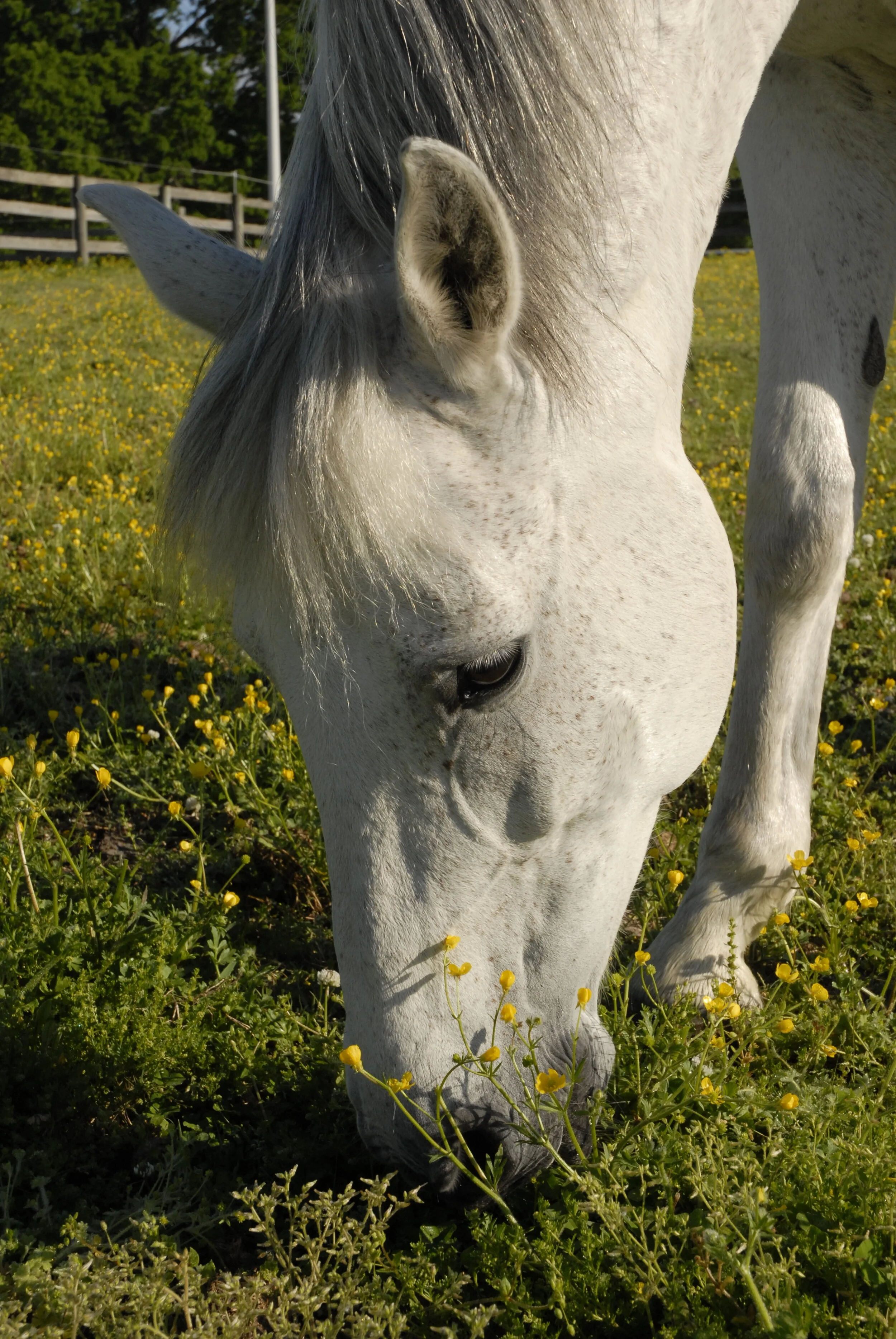 Horse Partnership During the Coronavirus Pandemic