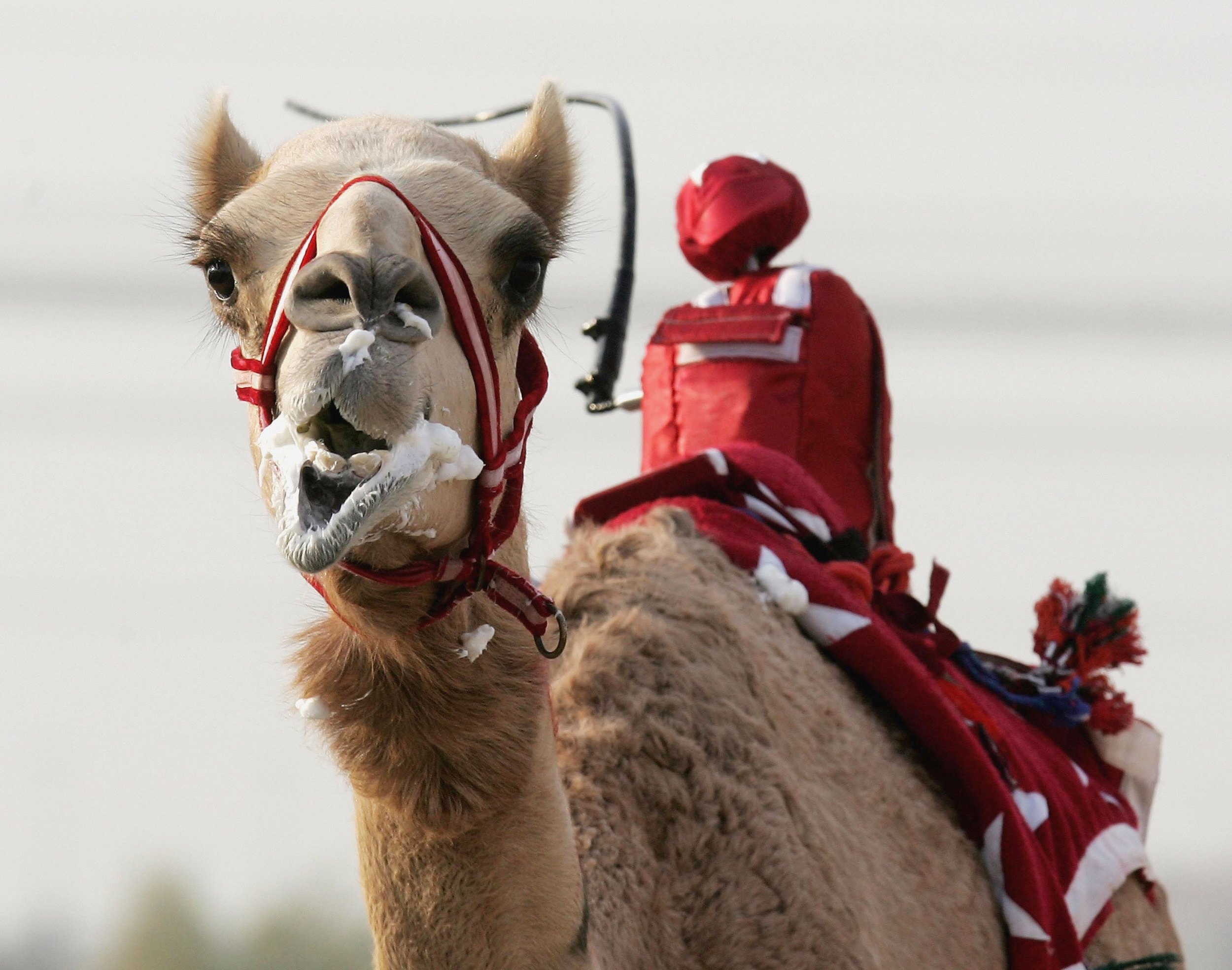 A camel foams at the mouth as he is whipped by a robot jockey during a race at Nad al-Sheba on December 6, 2006 in Dubai, United Arab Emirates. (Courtesy Chris Jackson/Getty Images)