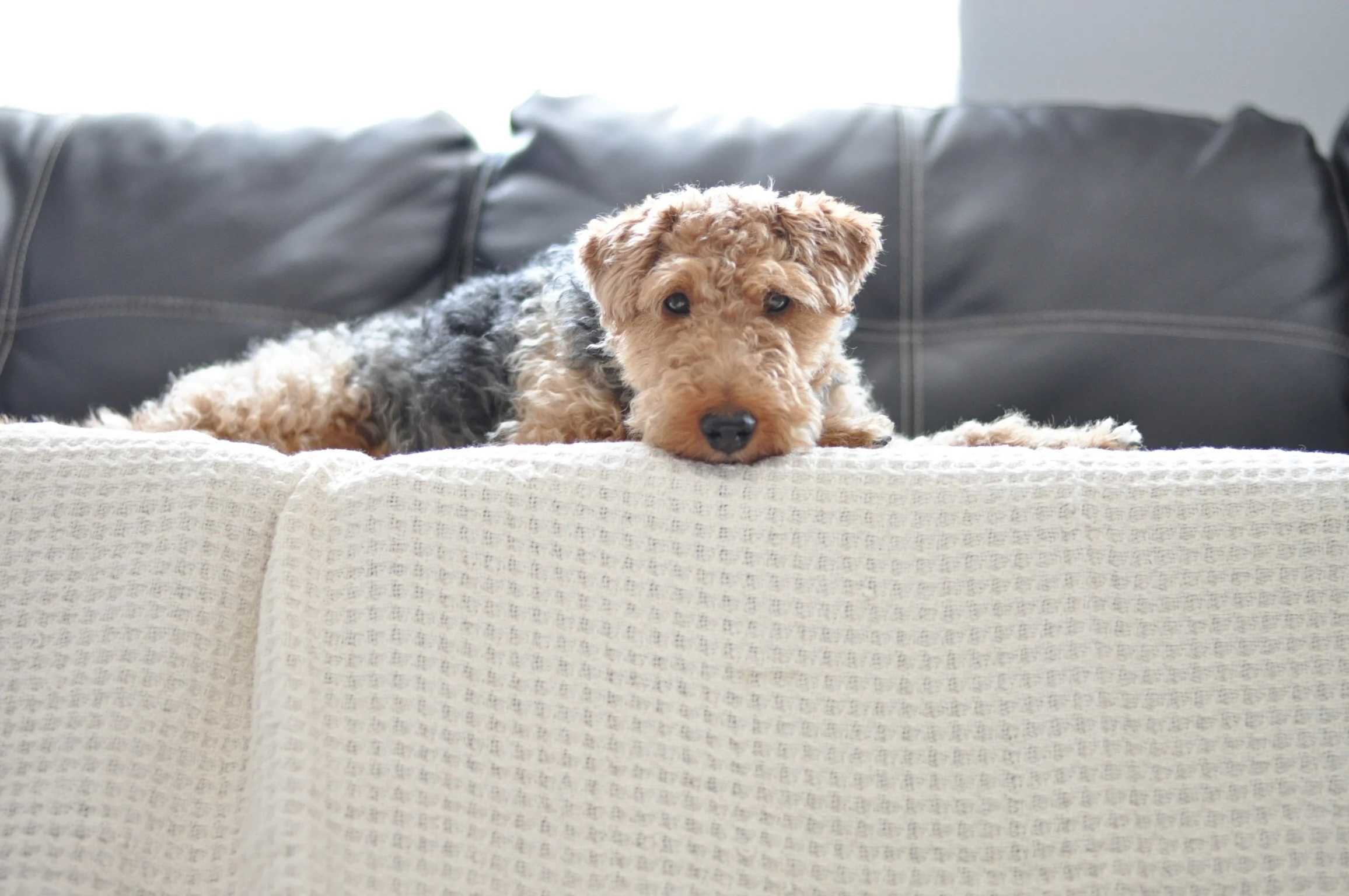 Bess modeled for us too!