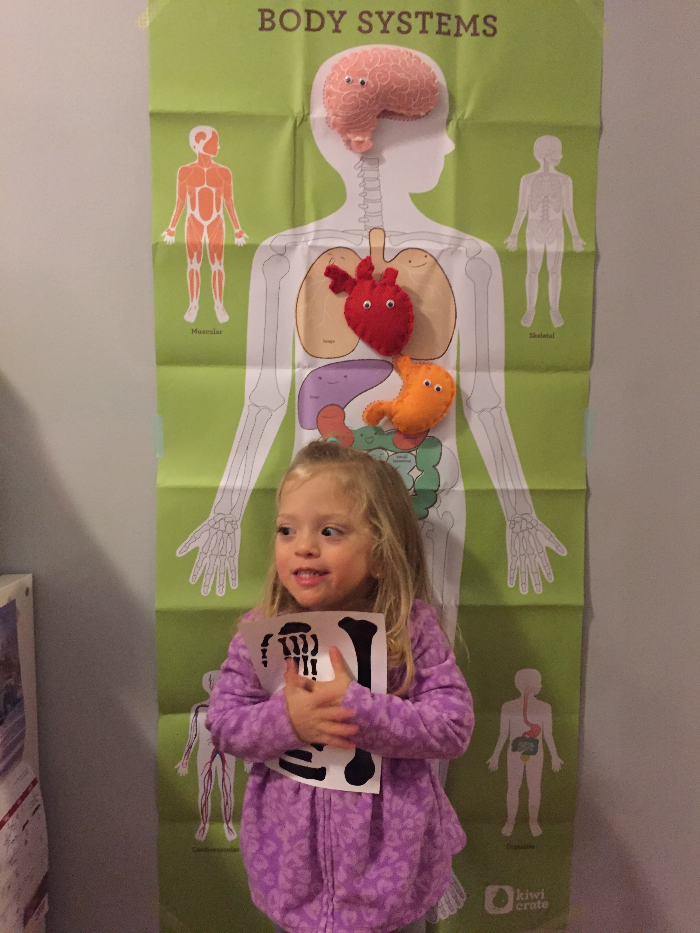  For Christmas, we got a 6-Month subscription for Lucie to these activity themed boxes called Kiwi Crates. The first month was about Body Systems, and came with a body poster, stuffed organs and glow-in-the dark X-Ray stickers! 