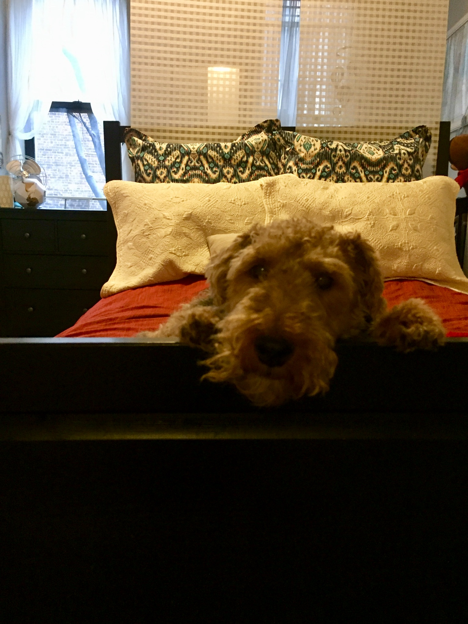  And one of Bessy for good measure. I thought it was so cute how she had both paws over the bed frame. 