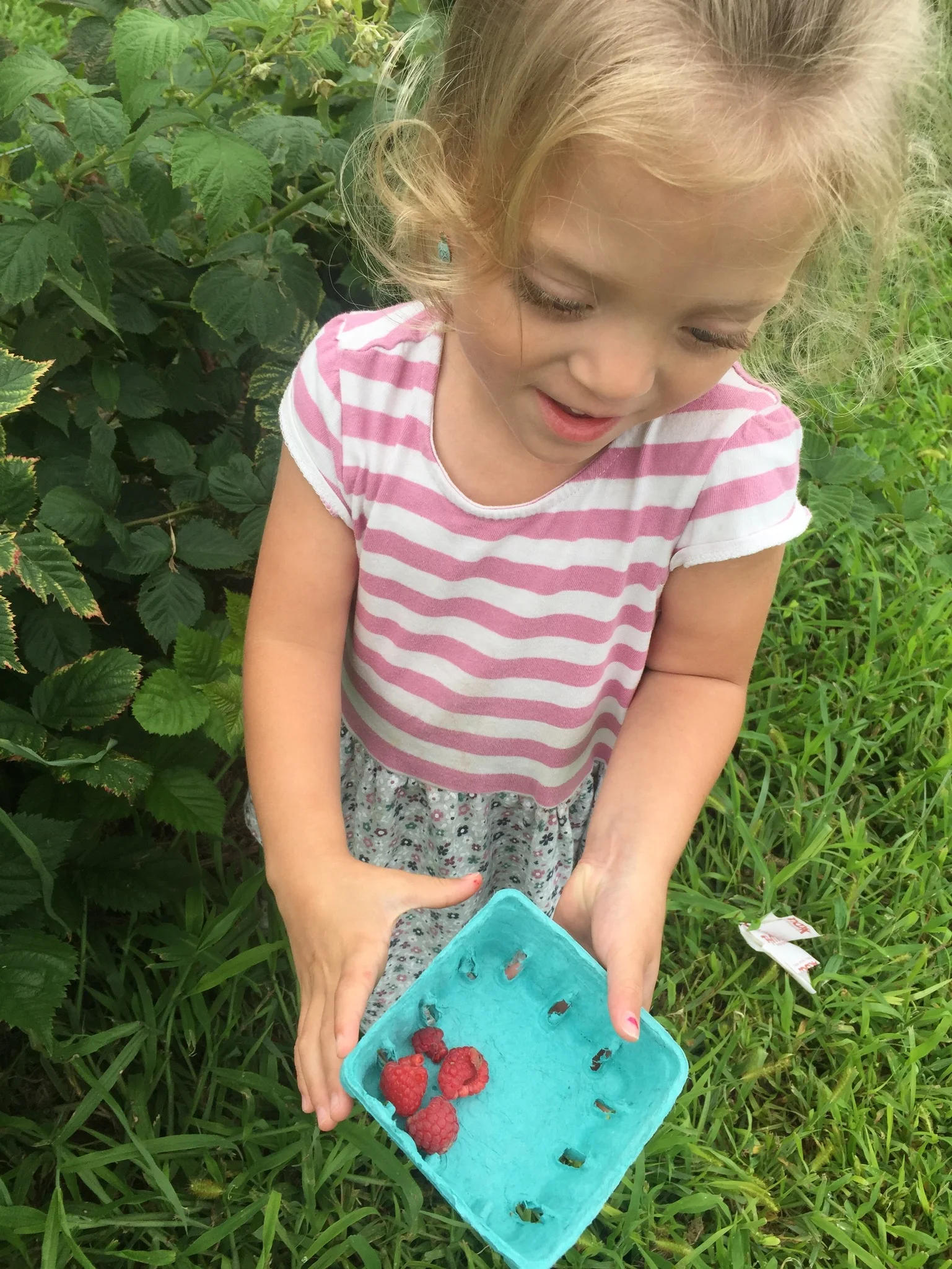 I took the next week off and Lucie and I went on adventures throughout the week with our fun housemates, Coach D’s Family, Abigail and Ezekiel. Our first adventure was a small berry farm where we picked sweet raspberries and perfect blackberries.