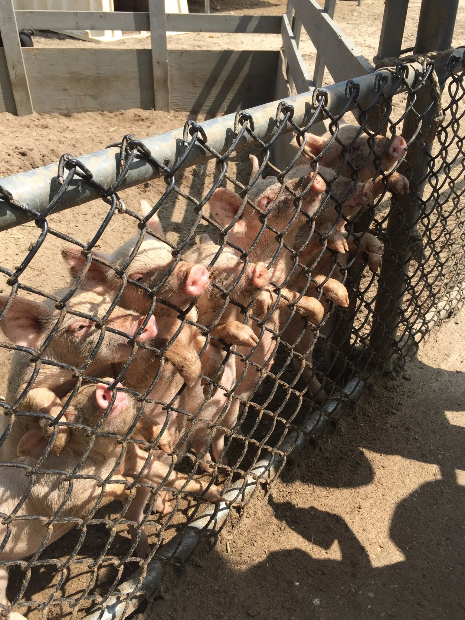 Our next adventure day, we went to an enormous animal farm where we got to pet and feed so many animals.