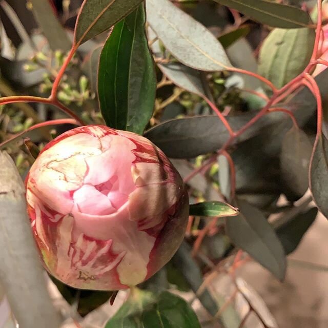 Anticipation can keep us from seeing the beauty in the process. As I looked at these peony buds I was thinking I could not wait to see them open. Then I noticed the beauty in the bud. Both are joyful. One full of promise, the next open and ready. #aw