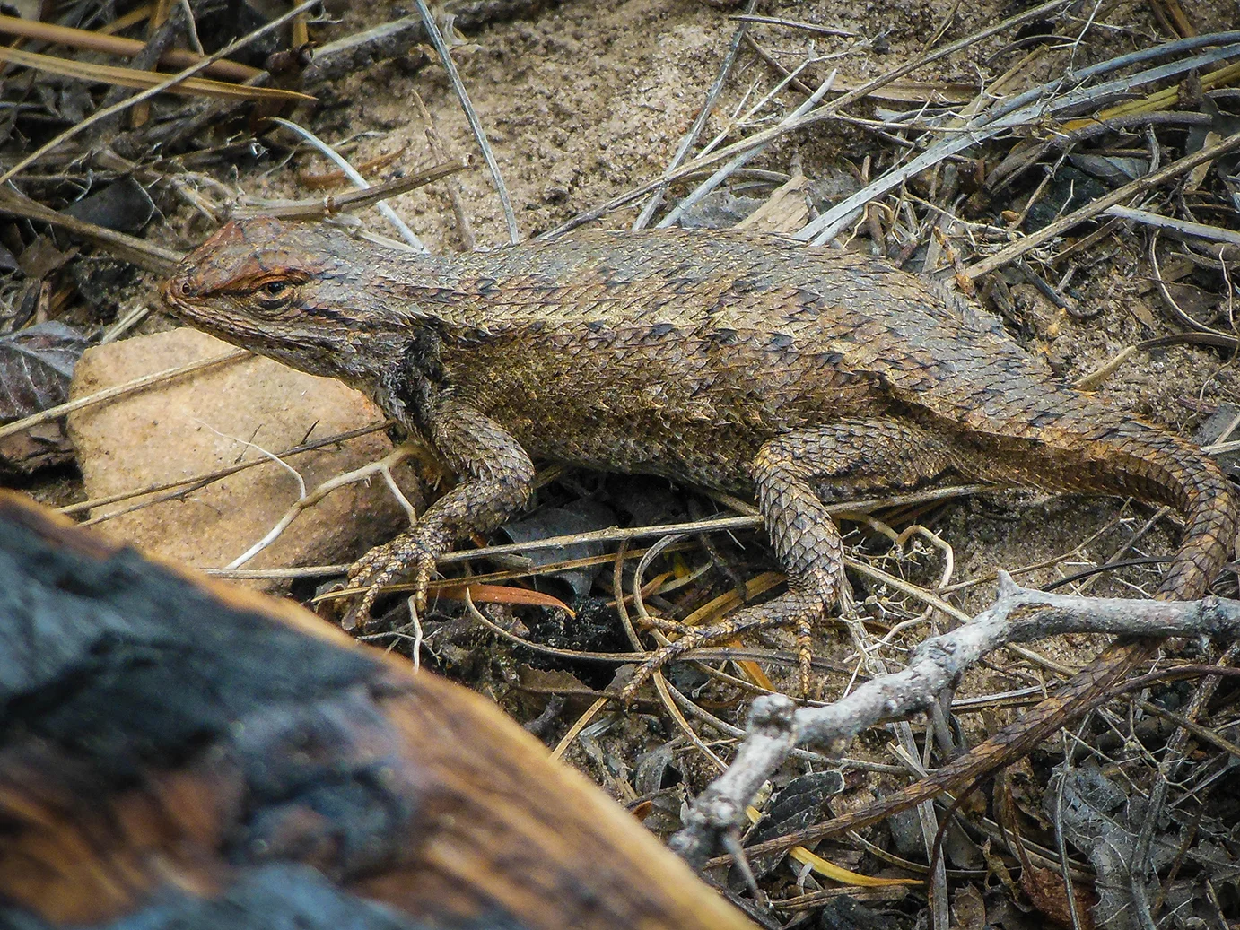 Spiny lizard Joni found.