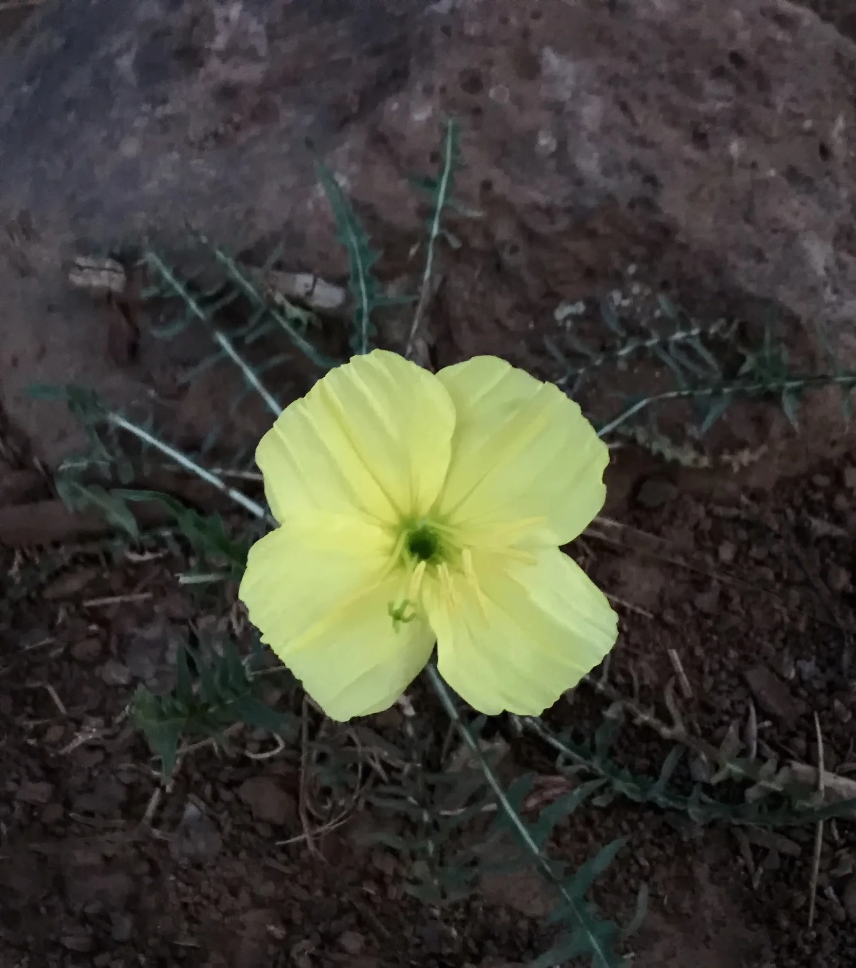 I was wandering around our campsite at dusk and saw a wildflower I hadn't seen earlier. Desert Evening Primroses were everywhere. The next morning they were gone as is their way.