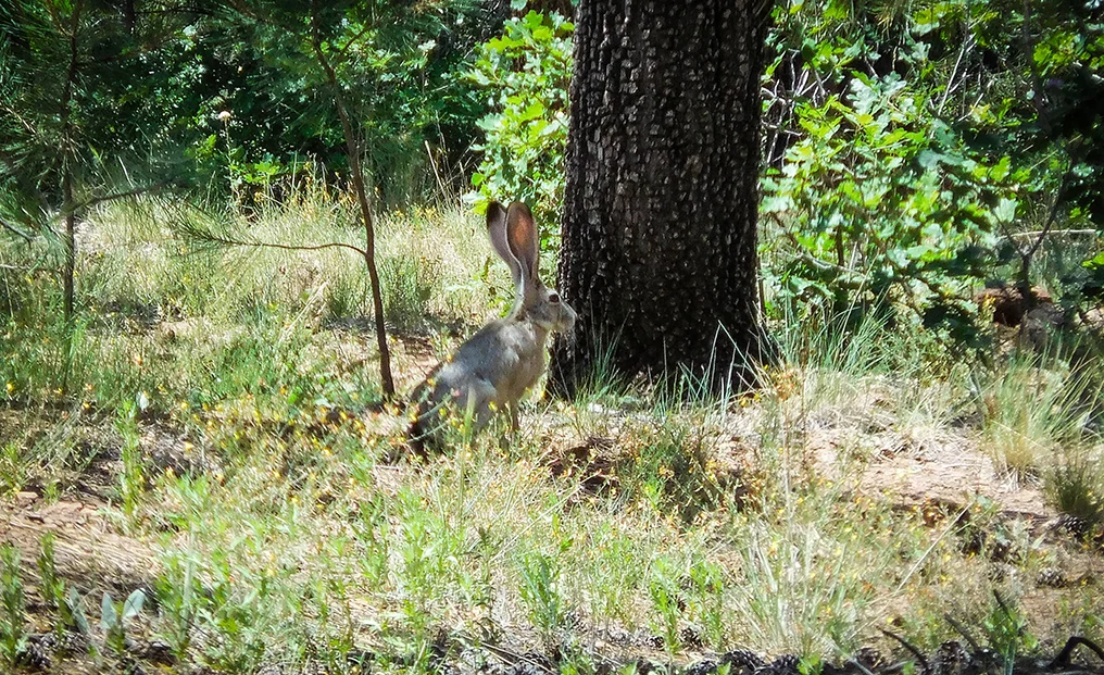We have lots of cottontail rabbits in our yard but this HUGE jackrabbit in the Kaibab National Forest took us by surprise. This photo doesn't do justice to how big it really was!