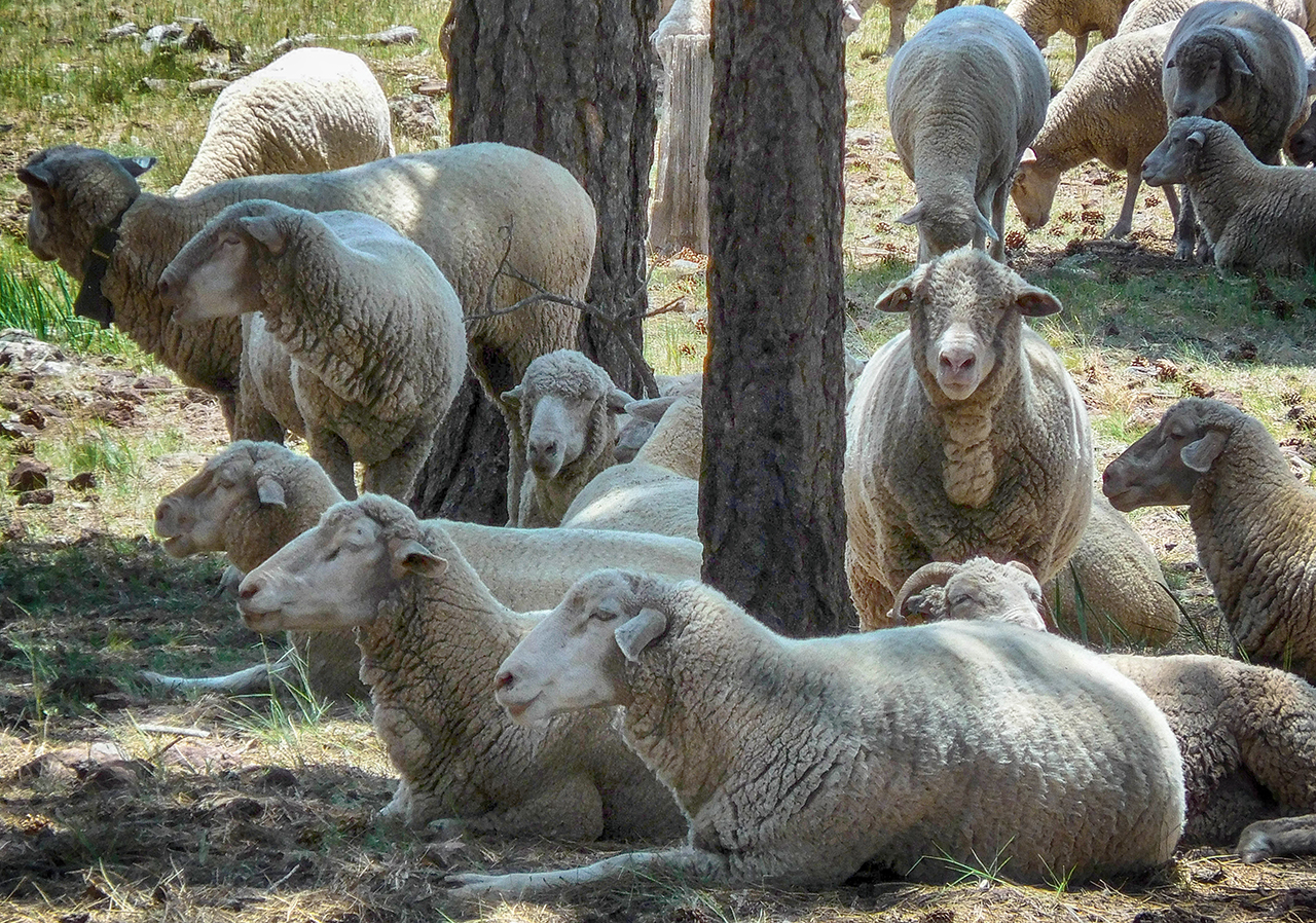 We saw a large herd of sheep grazing along the road to Dogtown Lake Campground. Obviously their thoughts of us were "Whatever..." 