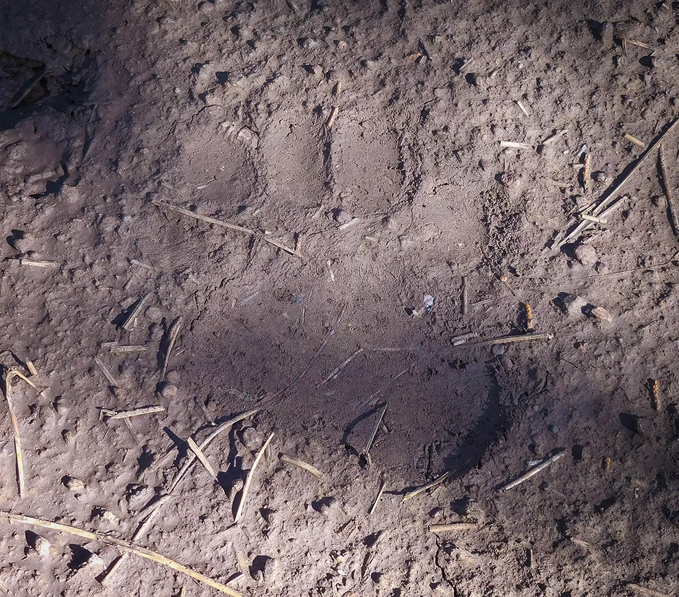 Yep, for real, a bear track!