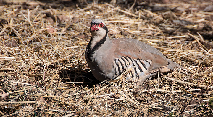 Chukar Partridge