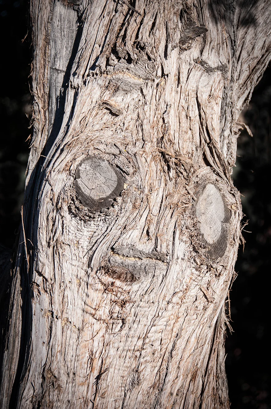 Our juniper tree campsite guardian