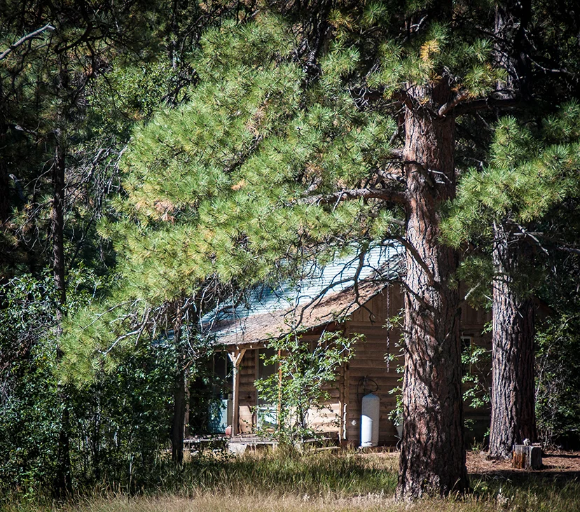 An old cabin in the forest.