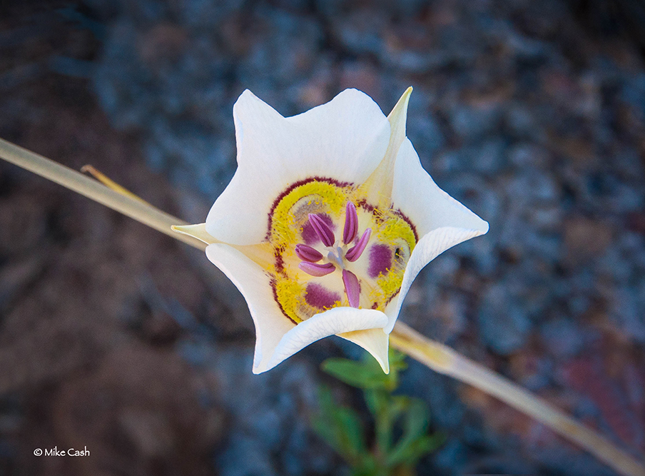  Doubting Mariposa Lily, I've never seen one before. 