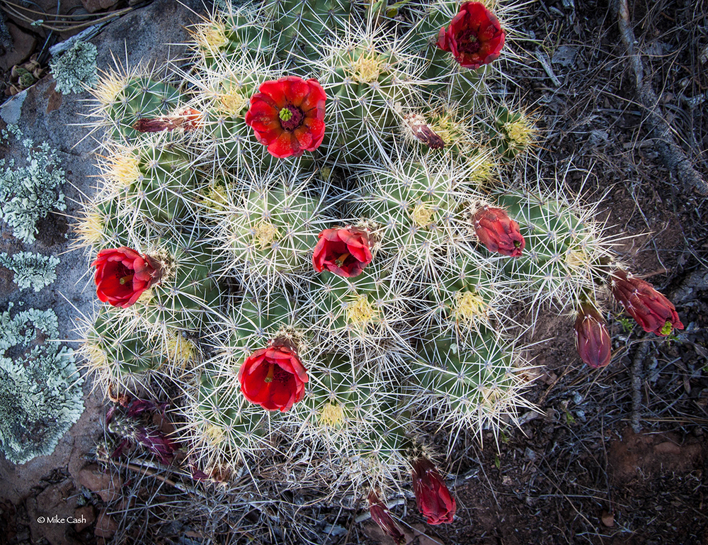  Lots of Claret Cup Cactus to be found. 