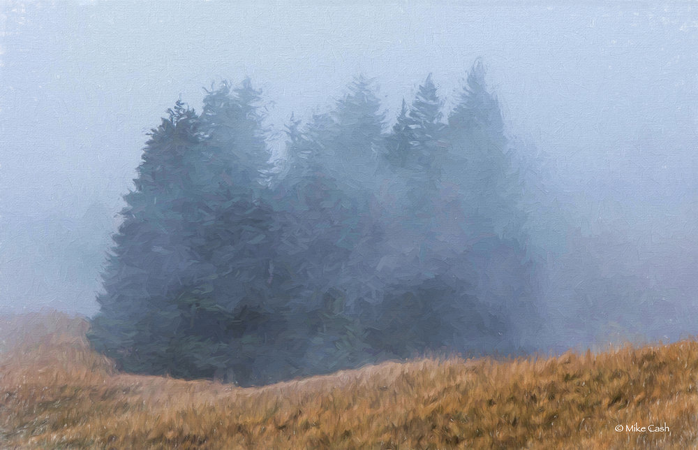  Foggy Evergreens 