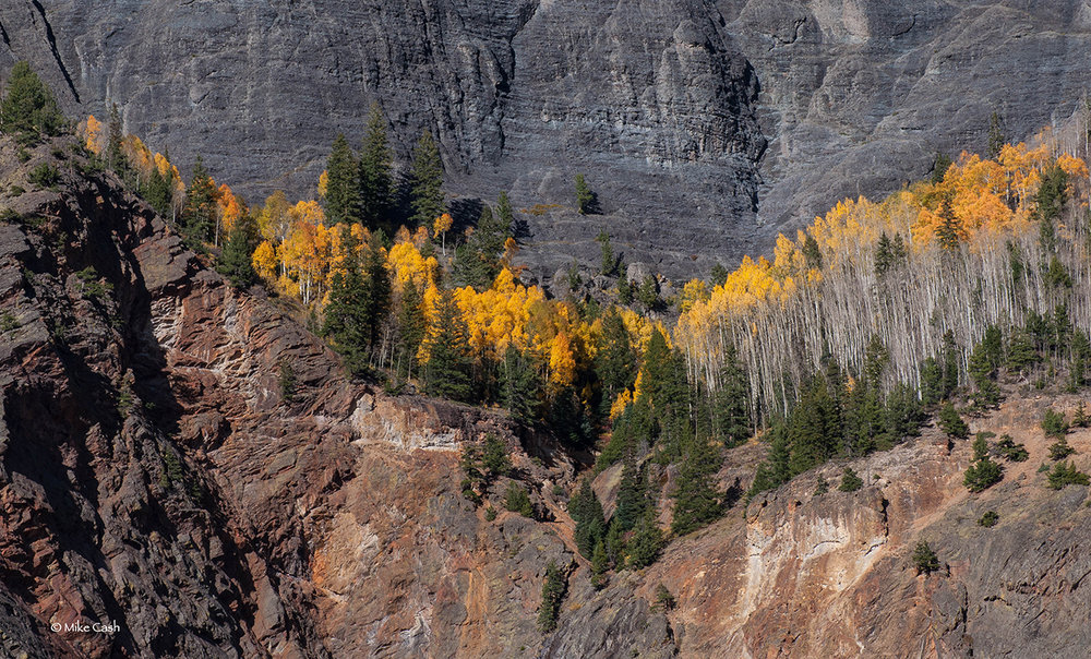  This aspen grove is high on the canyon wall. 