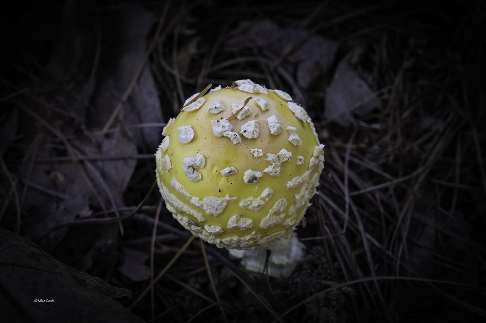  A beautiful little Amanita gemmata. &nbsp;It is a magic mushroom in that ingesting it will give you hallucinations. That means its toxic and will also make you sick and could kill you. &nbsp;This little guy turned out to be a portent of things to co